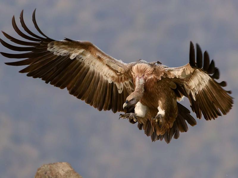 饥饿游戏<br>yxepqio.cn 施惠国竞技场